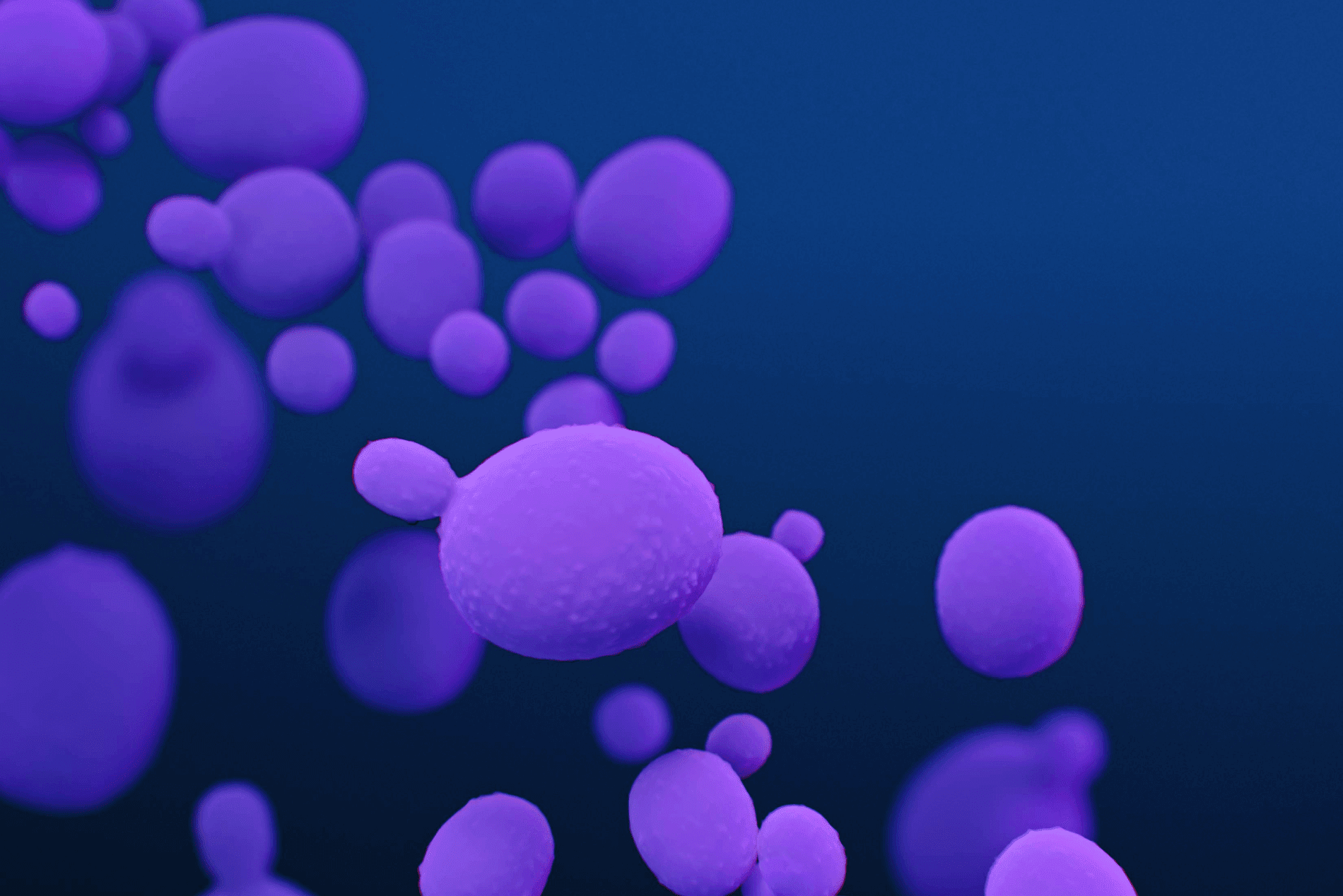 candida auris rendering