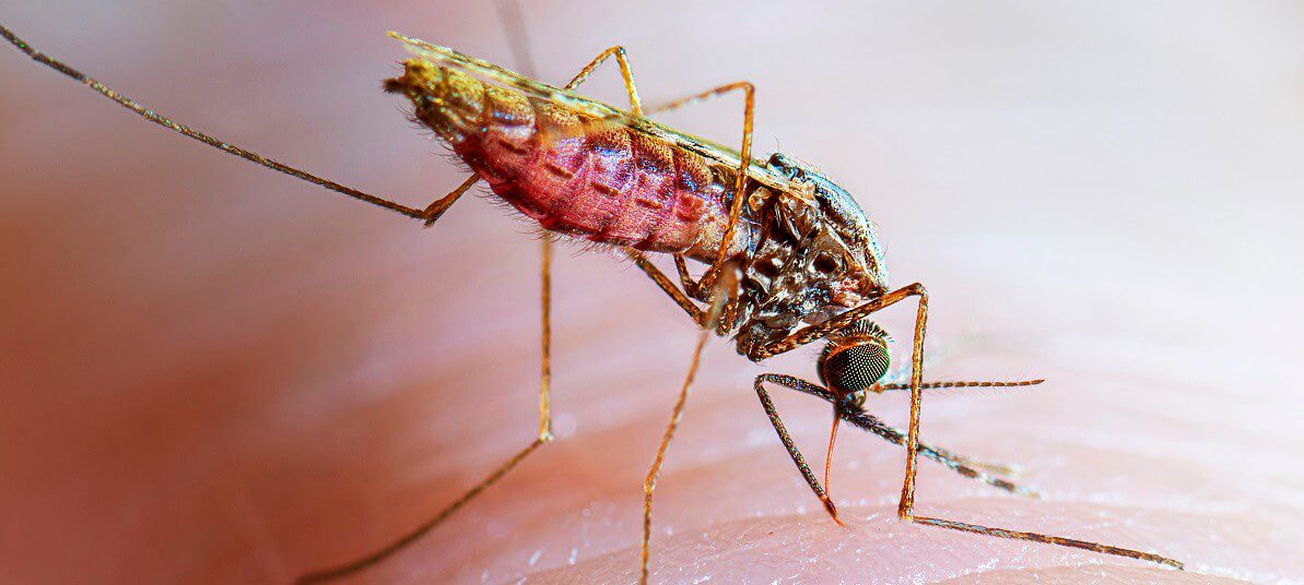mosquito malaria carrier