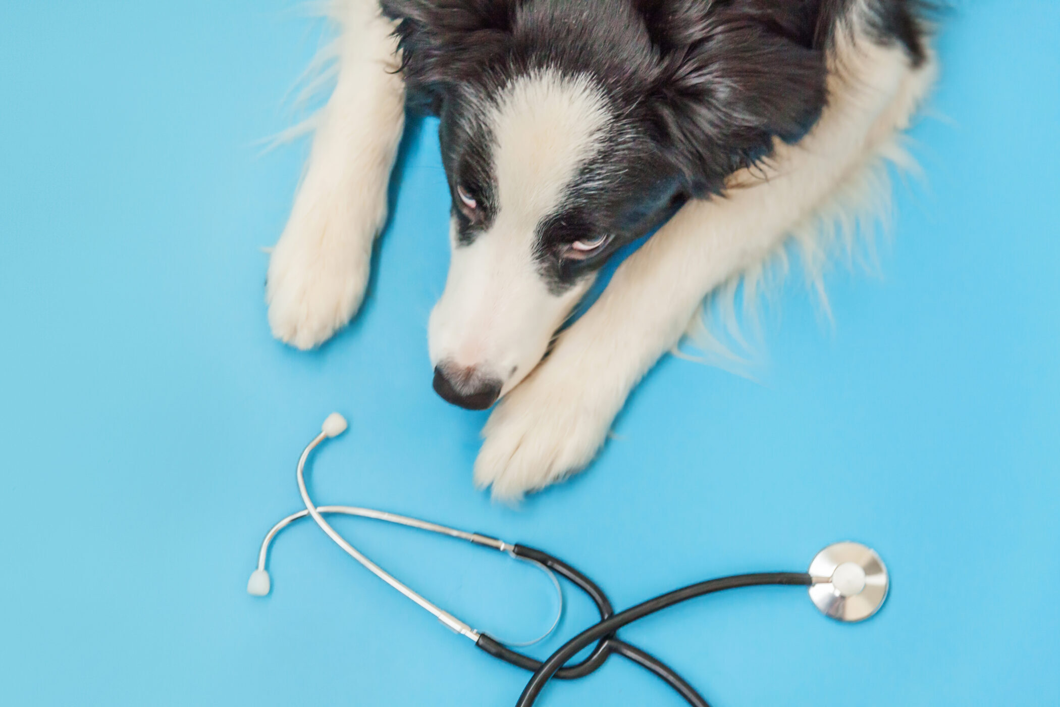 Please Don’t Kiss Your Patients: Adapting IPC Practices to Veterinary Medicine